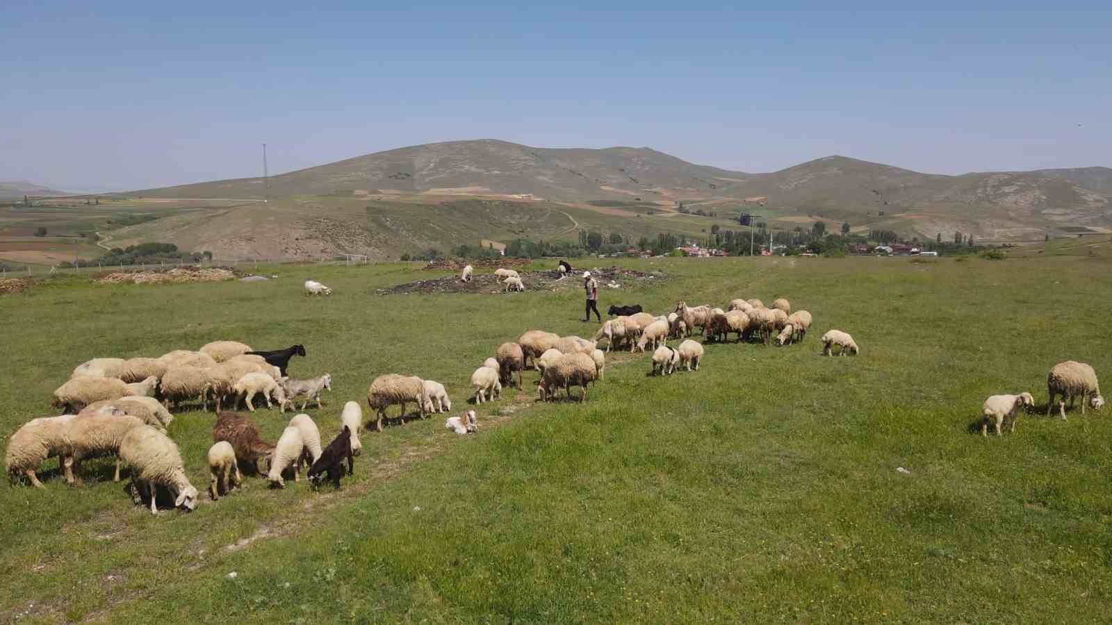 Hayvancılığın gelişmesi için mera alanları yeşilleniyor
