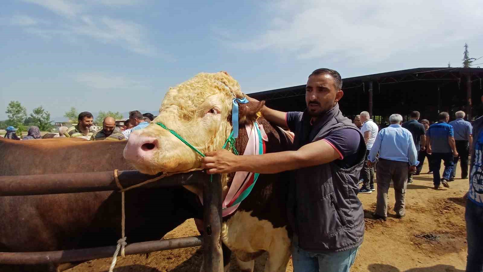 Son kurbanlığının boynuna 7 tane altın takarak satışa çıkarttı
