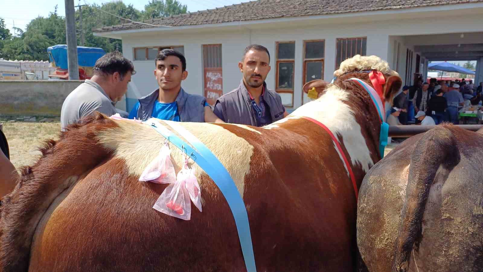 Son kurbanlığının boynuna 7 tane altın takarak satışa çıkarttı
