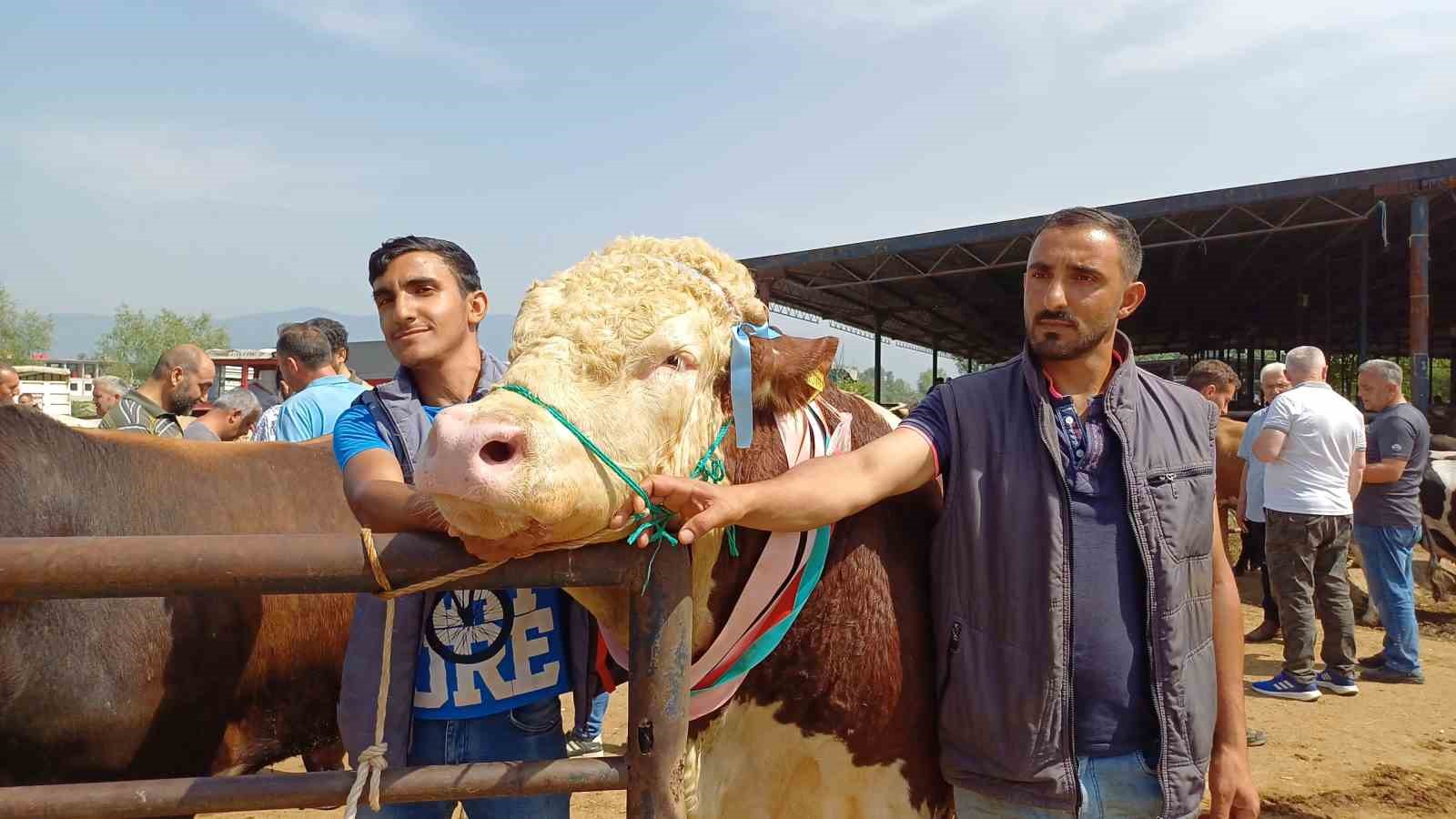 Son kurbanlığının boynuna 7 tane altın takarak satışa çıkarttı
