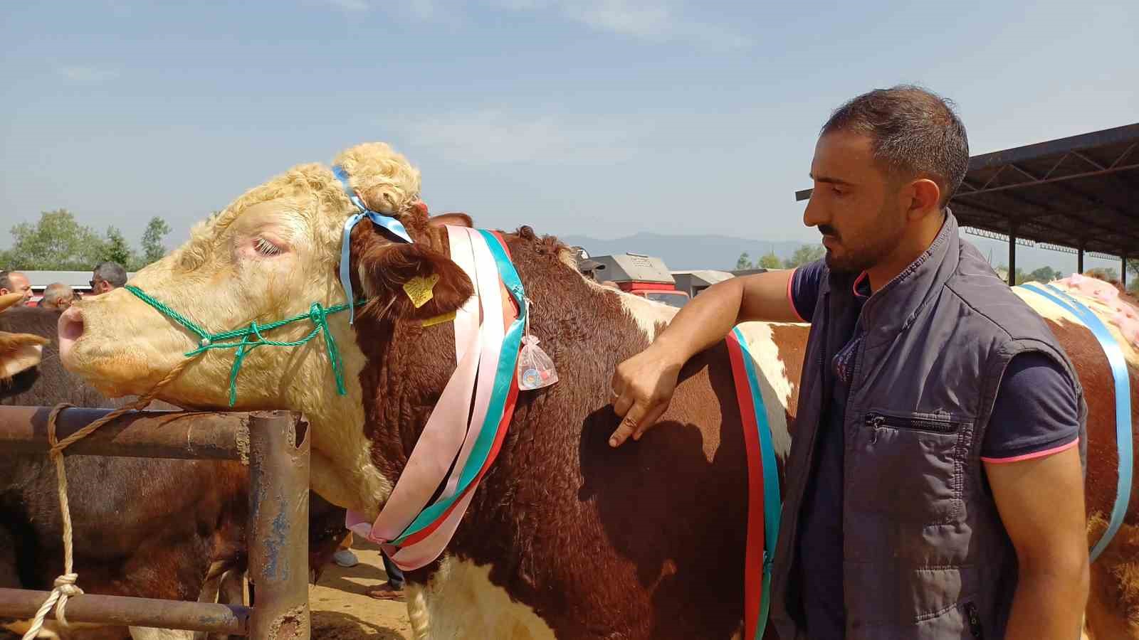 Son kurbanlığının boynuna 7 tane altın takarak satışa çıkarttı
