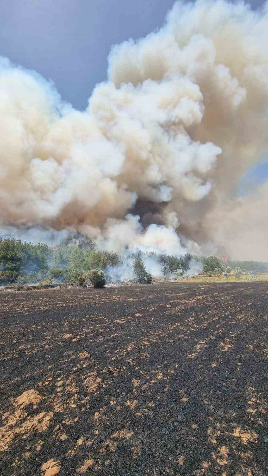 Çanakkale’de orman yangını
