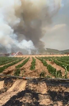 Çanakkale’de orman yangını
