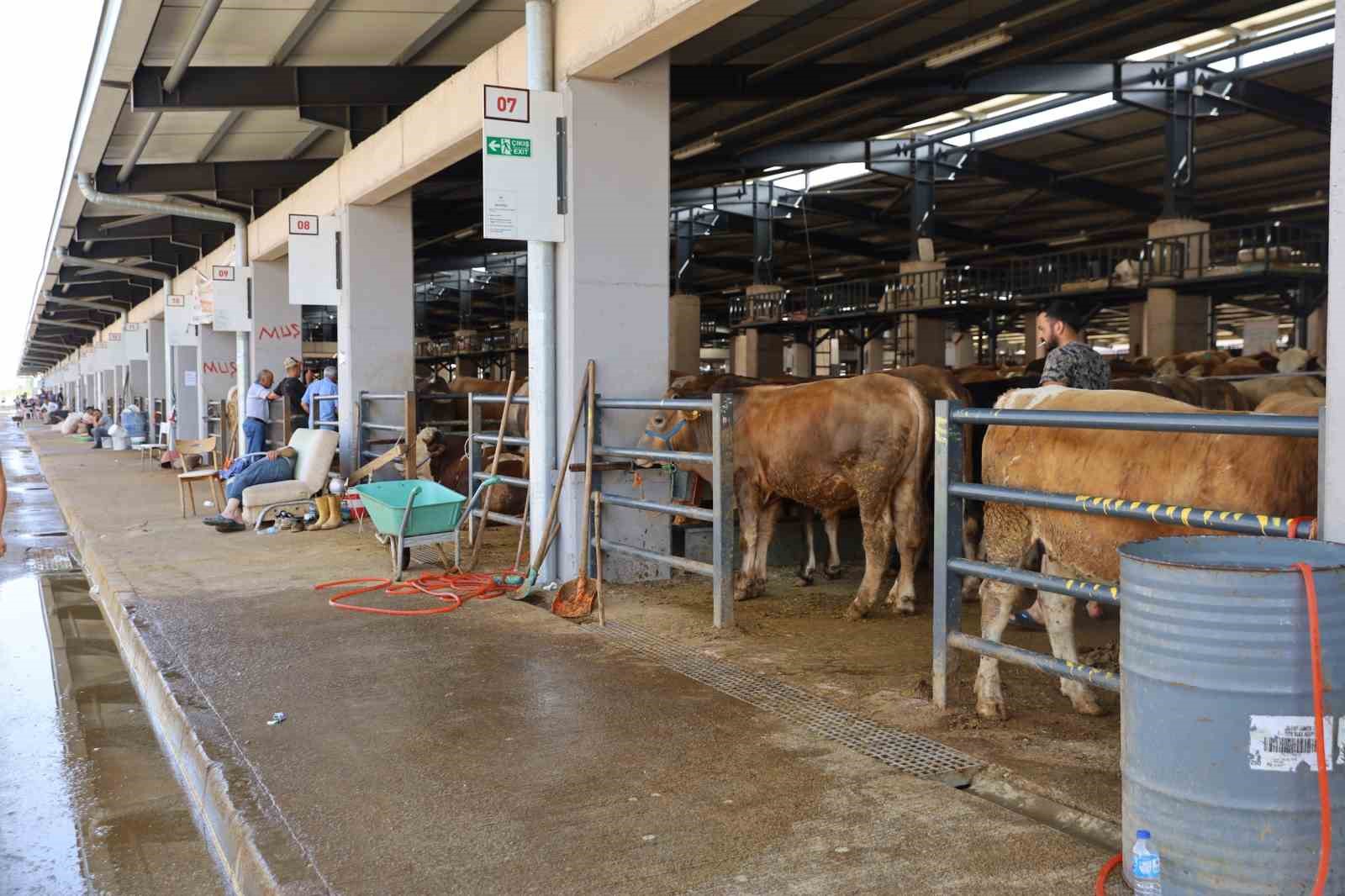 Kurban pazarlarında sinekle mücadele sürüyor
