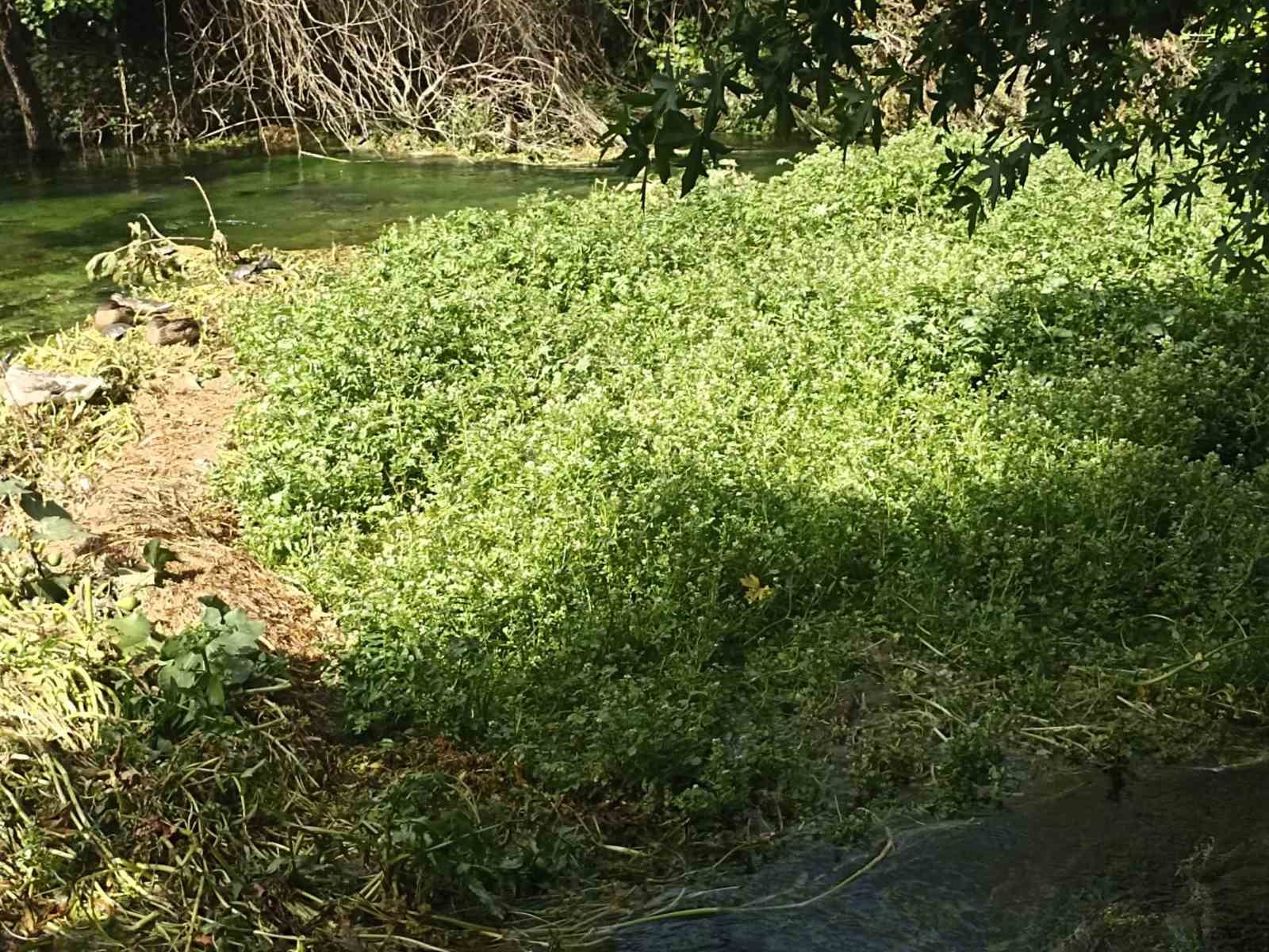 Azmak içindeki otlar tehlike saçıyor
