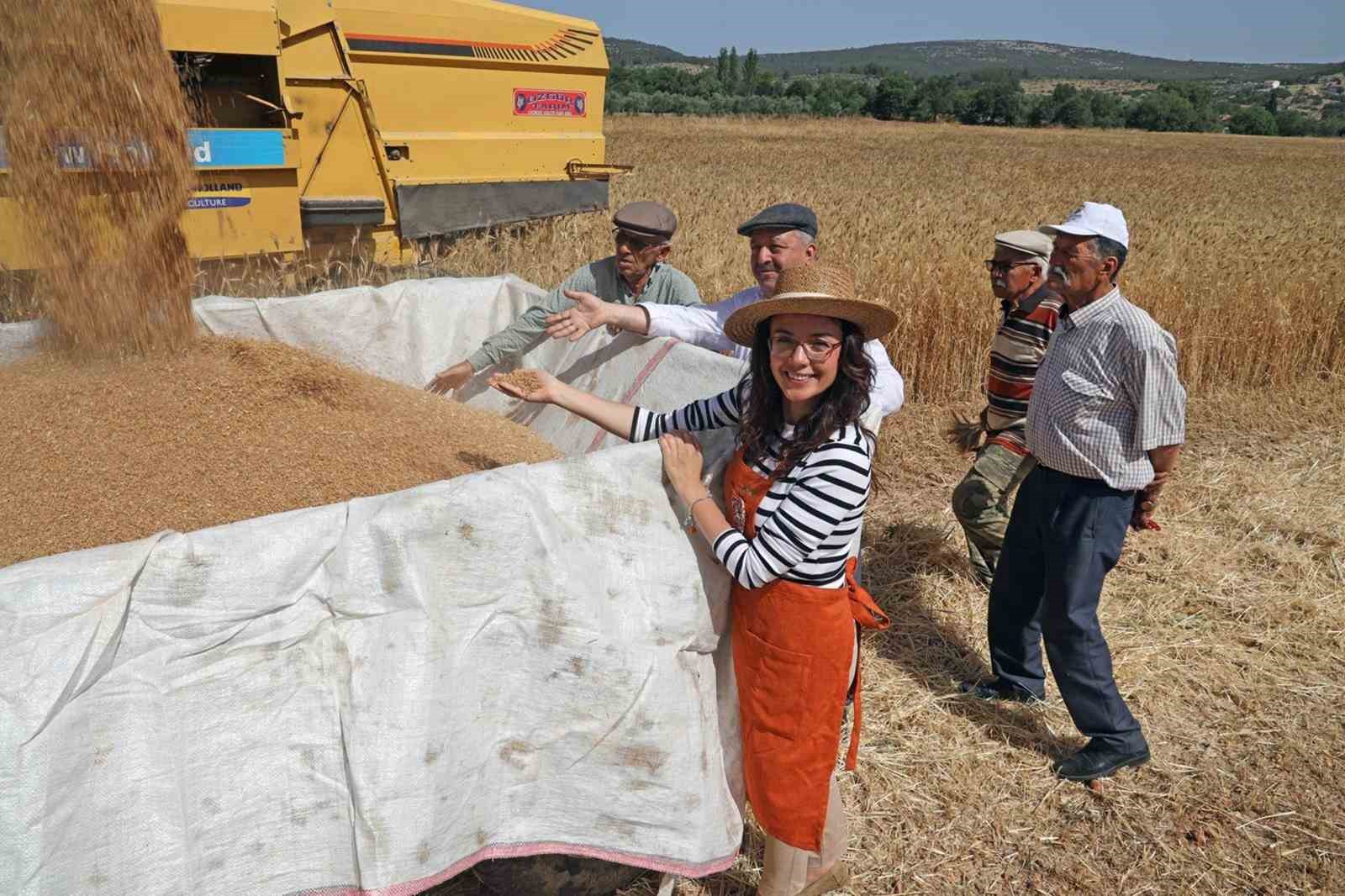 Menteşe’de ‘Karakılçık Buğday’ hasadı
