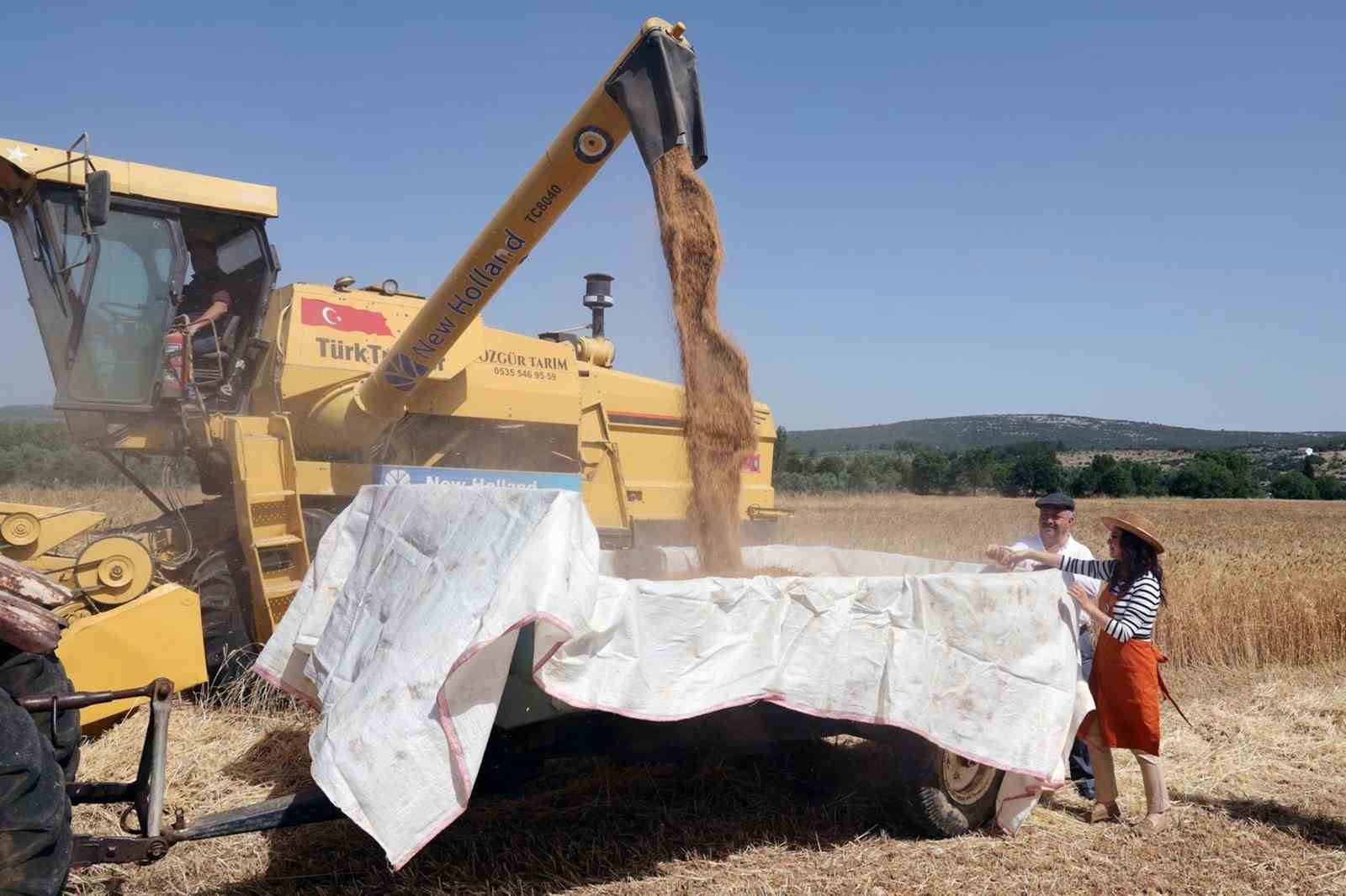 Menteşe’de ‘Karakılçık Buğday’ hasadı
