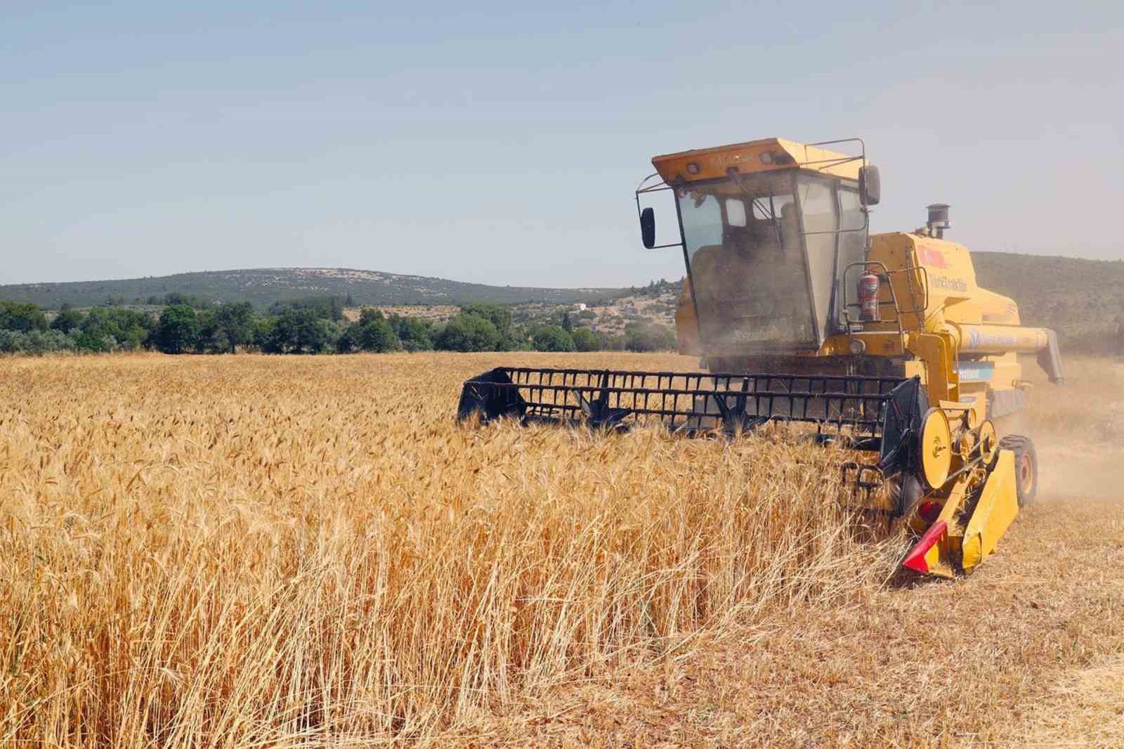 Menteşe’de ‘Karakılçık Buğday’ hasadı
