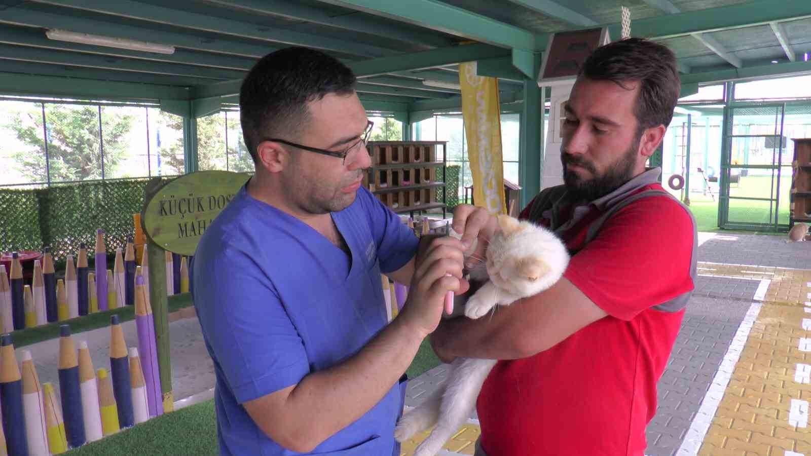 Bu kasabada kediler otel konforunda yaşıyor
