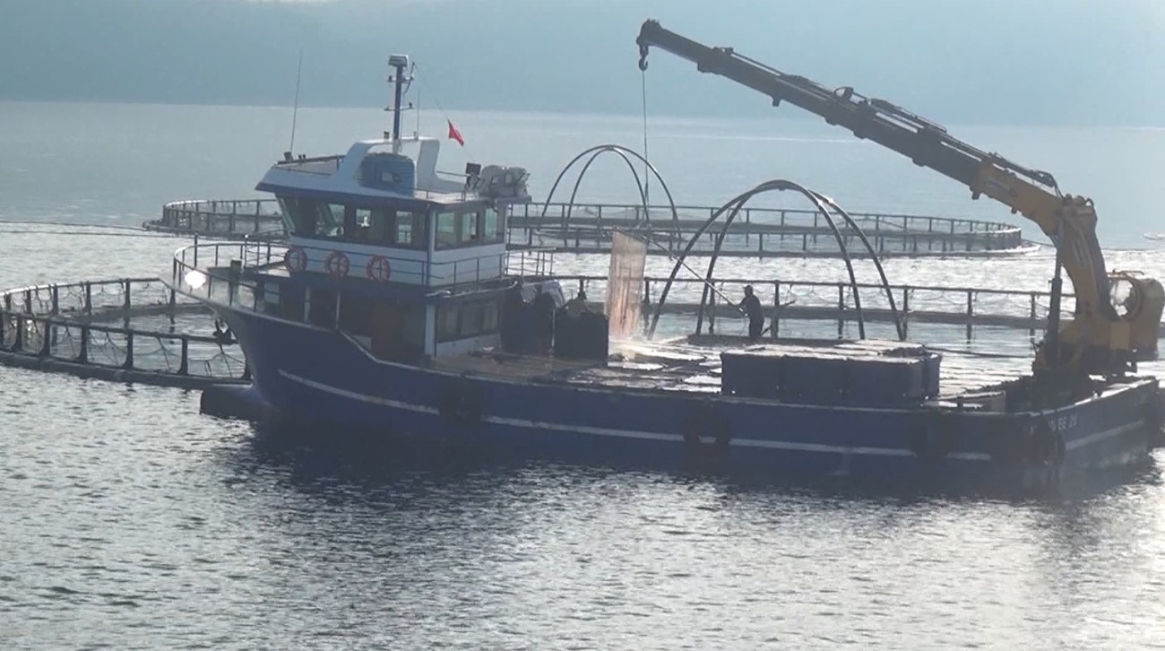 Sinop’tan Türk somonu ihracatı
