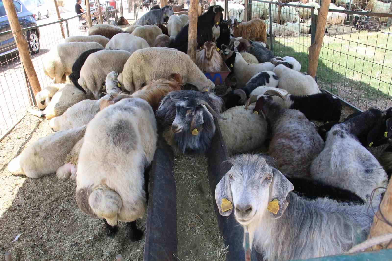 Toroslar Kurban Bayramı’na hazır
