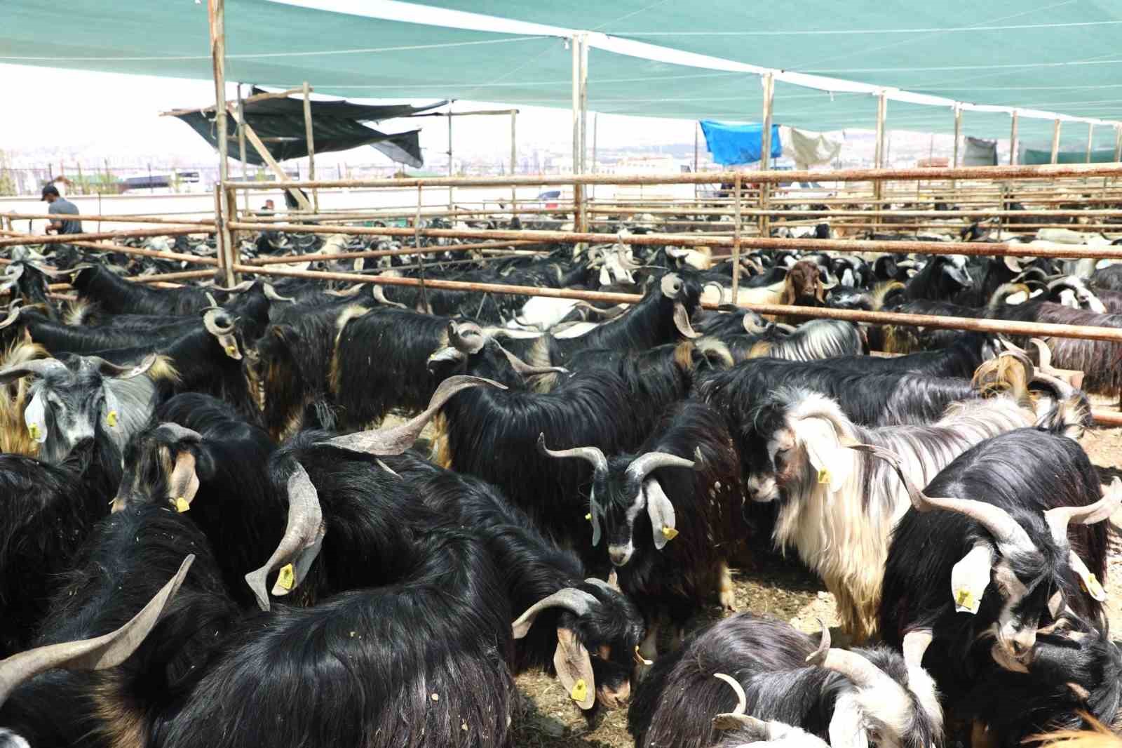 Elazığ’da kurban satış ve kesim noktasında hazırlıklar tamamlandı
