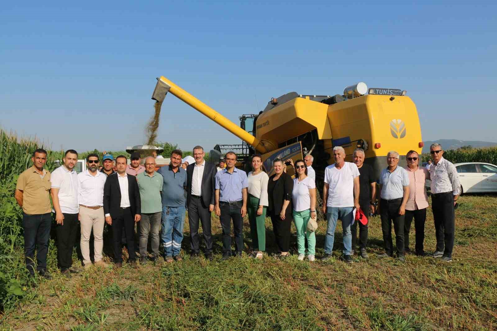 Çukurova’da ilk kez ekilen karabuğdayın hasadı yapıldı
