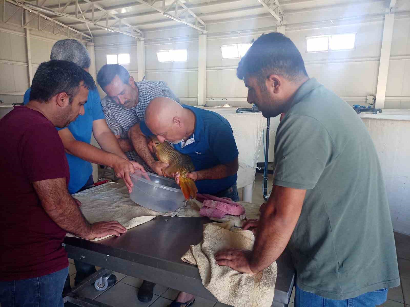 Sağma işlemlerinin ardından anaç balıklar göle bırakıldı
