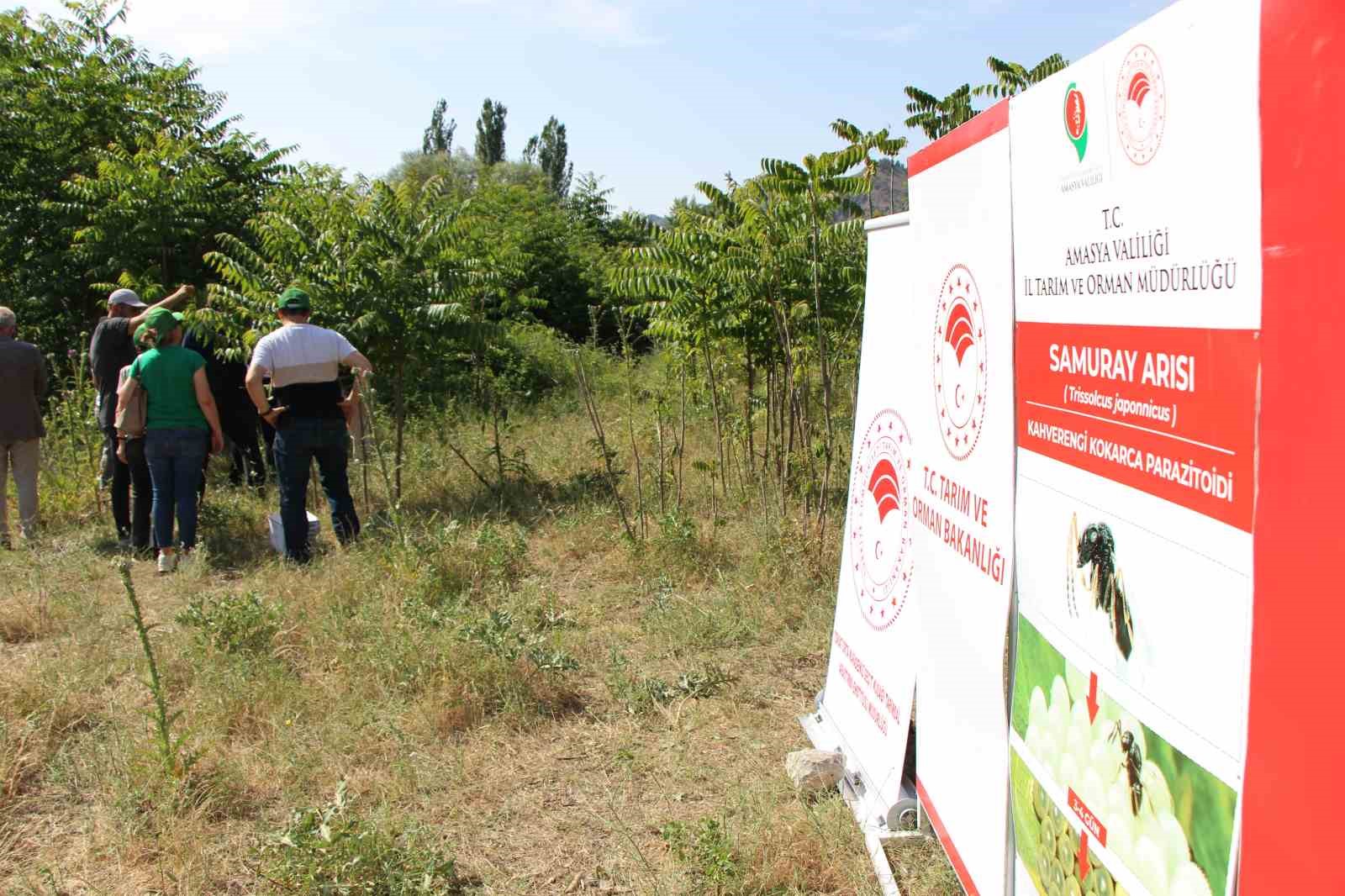 Karadeniz’i kahverengi kokarcadan samuray arılar koruyacak
