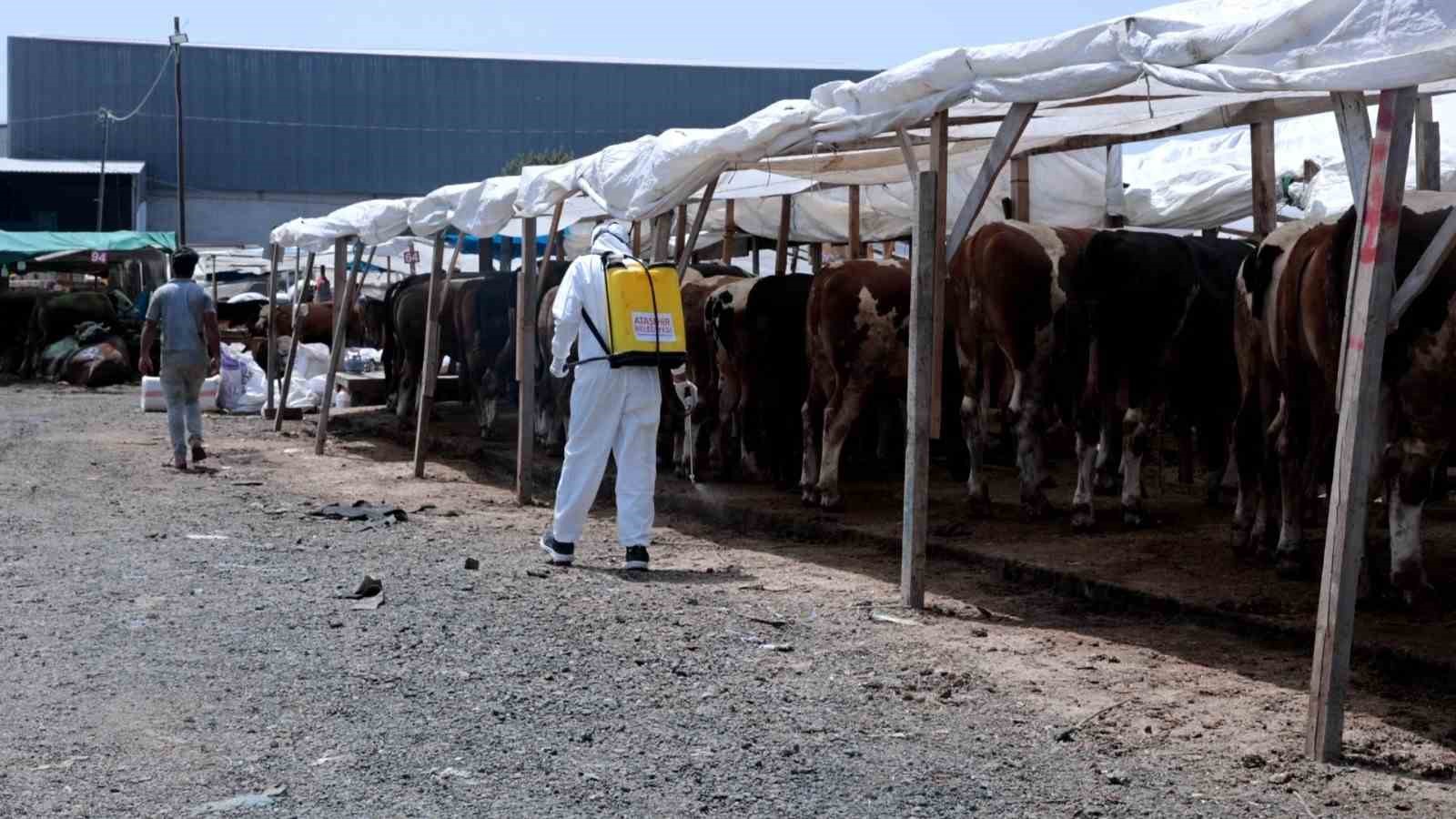 Kurban bayramı için hijyen alarmı: Hastalık riskine karşı harekete geçtiler
