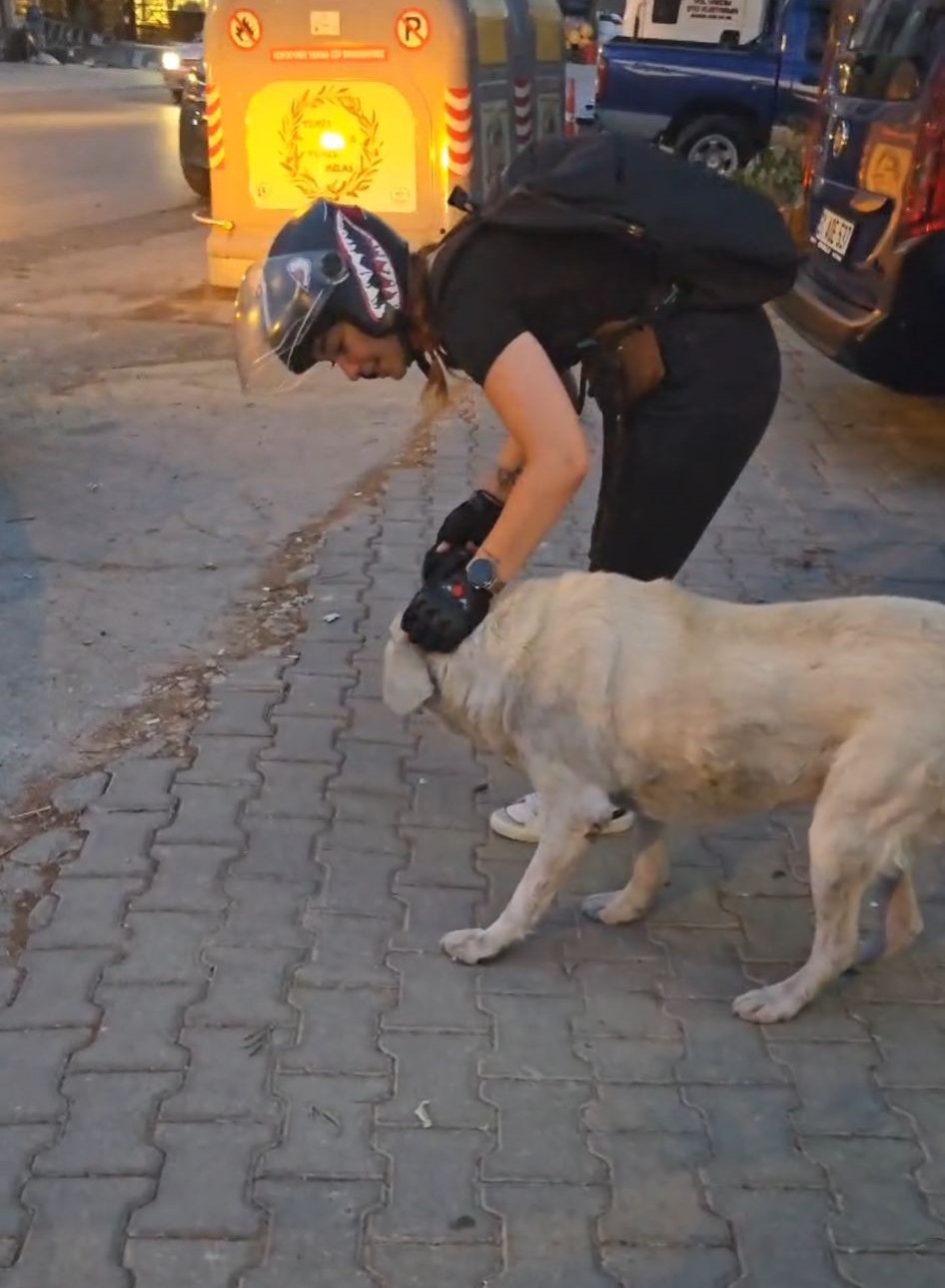 Sevimli köpek, parka dinlenmeye gelen kadının terliğini çaldı
