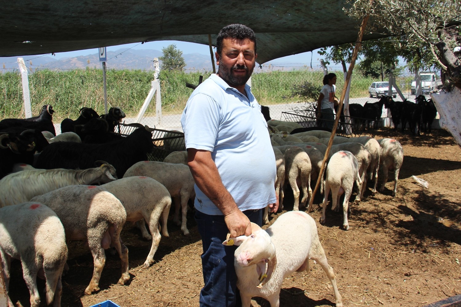 Aydın’daki hayvan pazarında bu yıl durgunluk yaşanıyor
