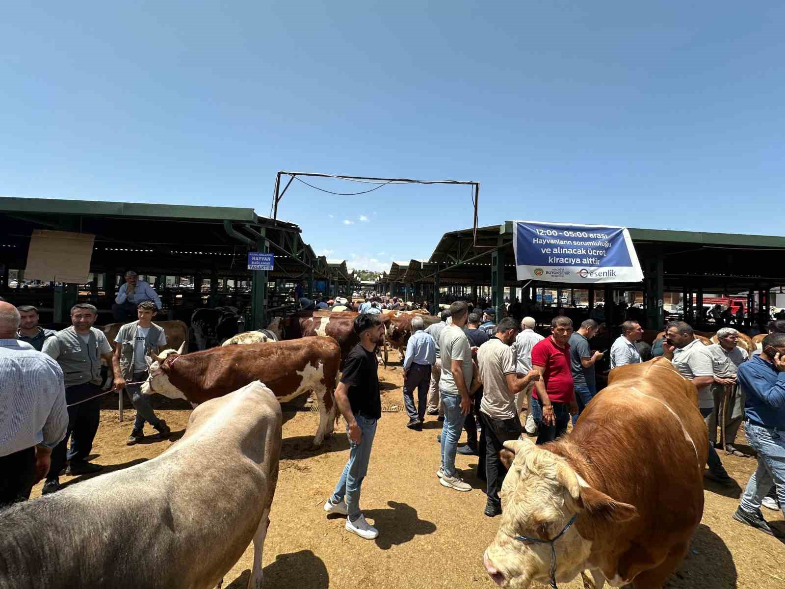 Kurban Bayramı öncesi canlı hayvan pazarında yoğunluk yaşanıyor
