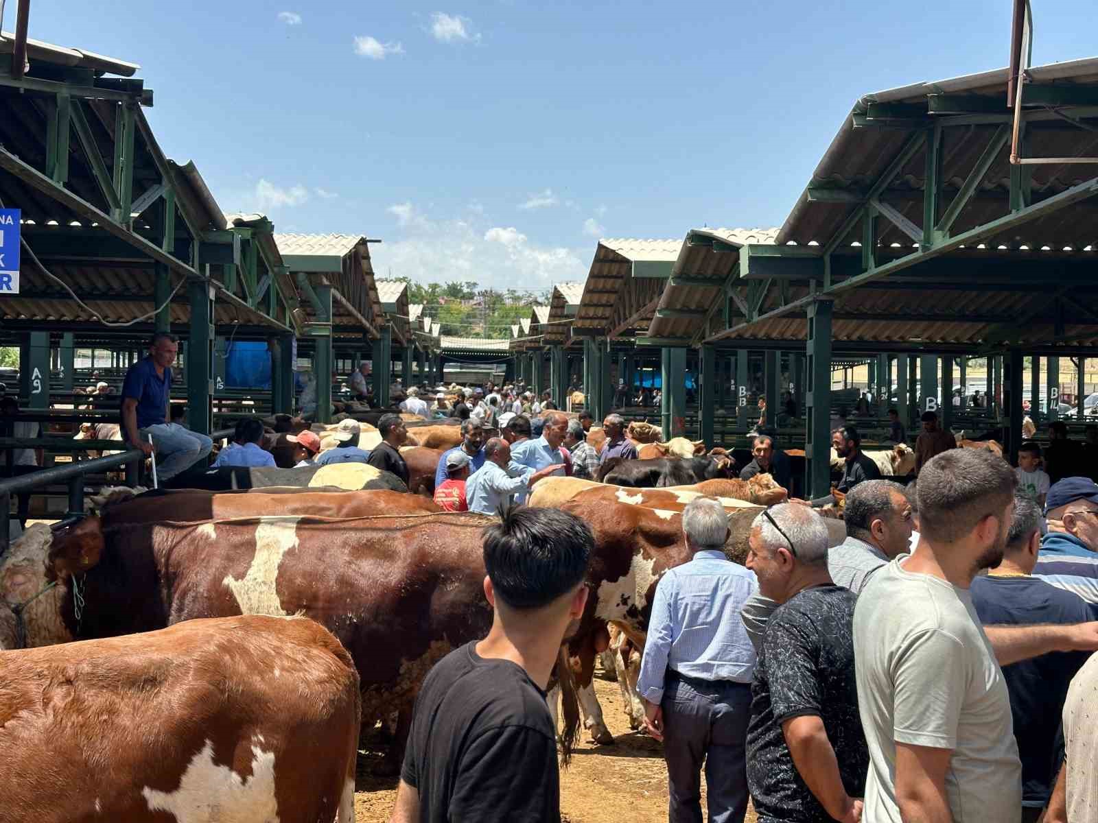 Kurban Bayramı öncesi canlı hayvan pazarında yoğunluk yaşanıyor
