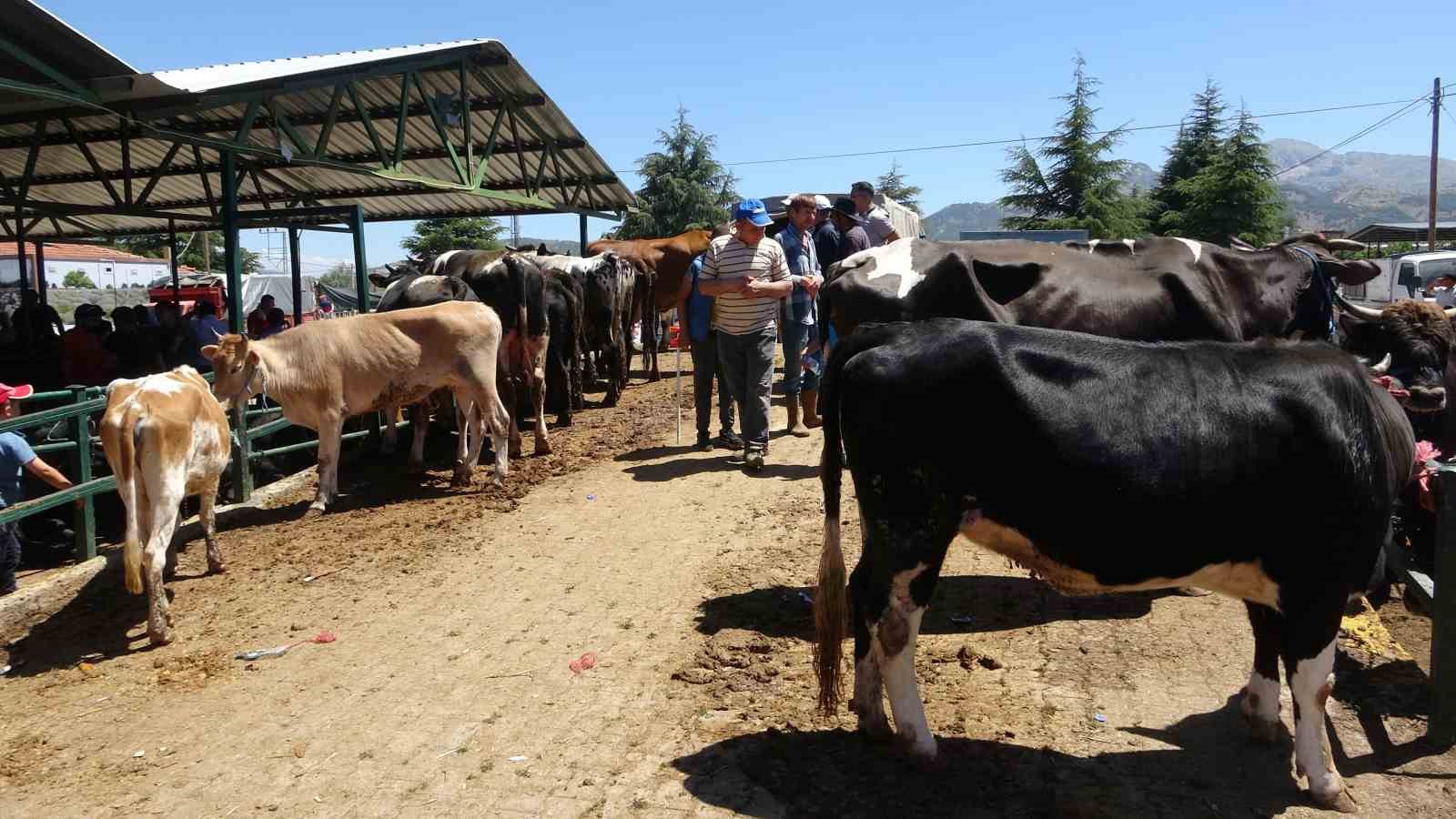 1 ton ağırlığındaki dana 200 bin TL’ye satıldı
