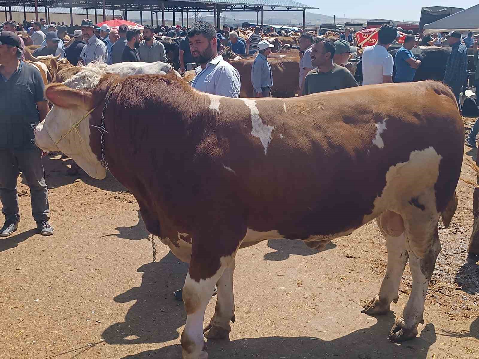 Kırşehir’de arife günü kurban pazarında sıkı pazarlık
