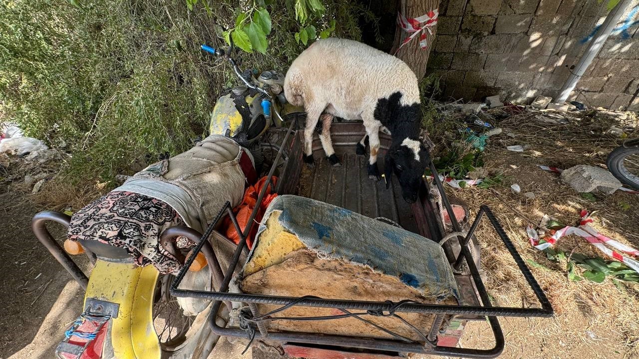 Kilis’te kurbanlıklar sepetli motosikletlerle taşındı
