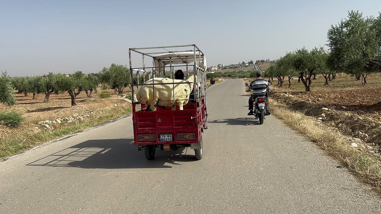 Kilis’te kurbanlıklar sepetli motosikletlerle taşındı
