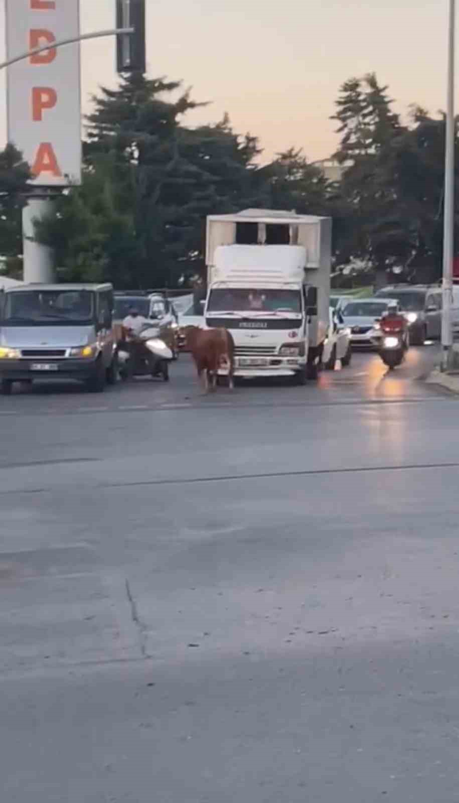 Ataşehir’de kaçan kurbanlık vatandaşlara zor anlar yaşattı
