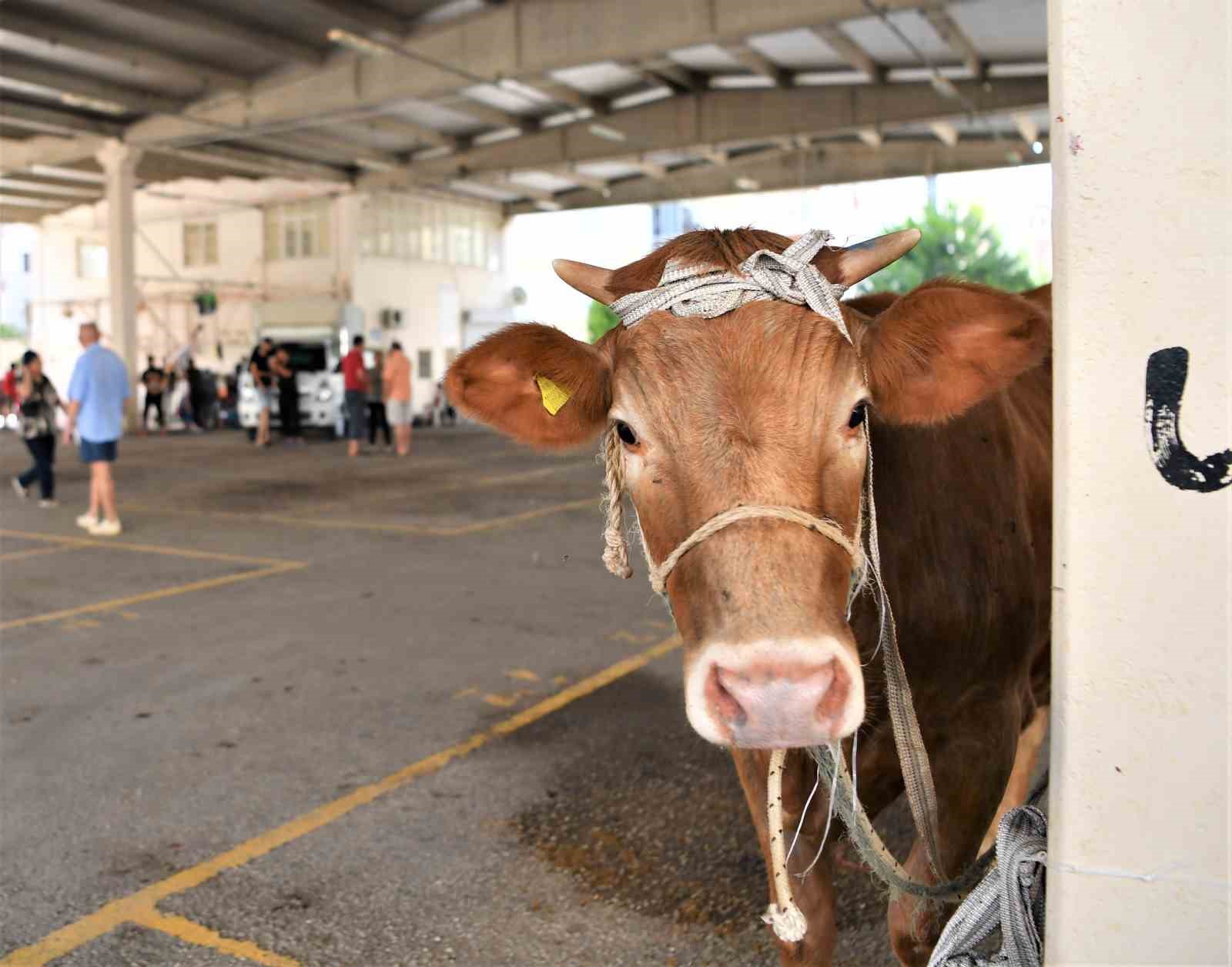 Konyaaltı’nda ücretsiz kurban kesim hizmeti verildi
