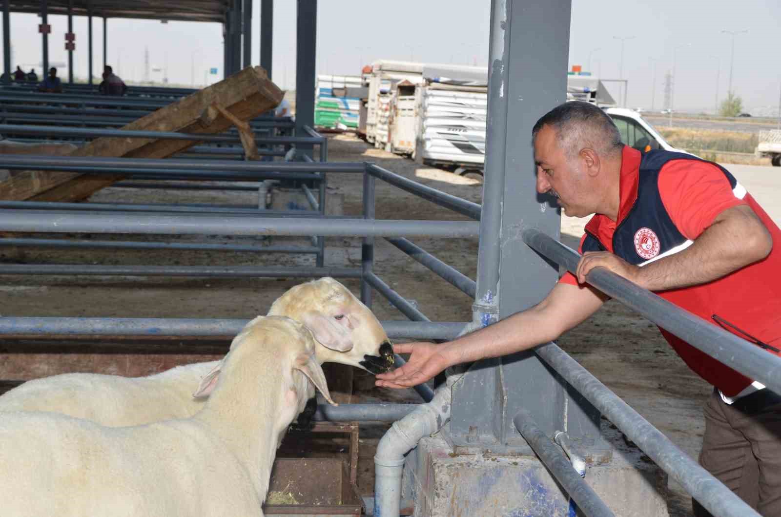 Kurban satış yerlerinde denetimler sürüyor
