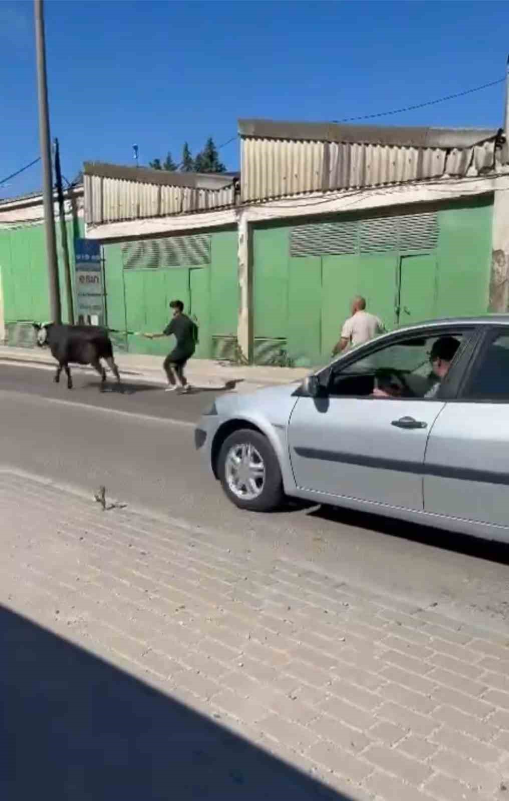 Bursa’da kaçan kurbanlıklar ortalığı birbirine kattı
