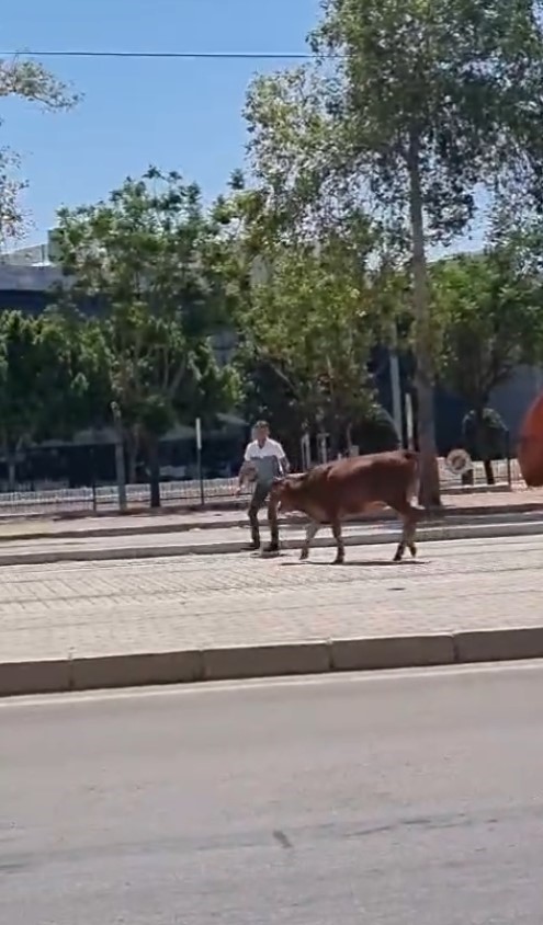 Kurban Bayramı’nda manzara değişmedi, ’firari kurbanlıklar’ sahiplerine ter döktürdü
