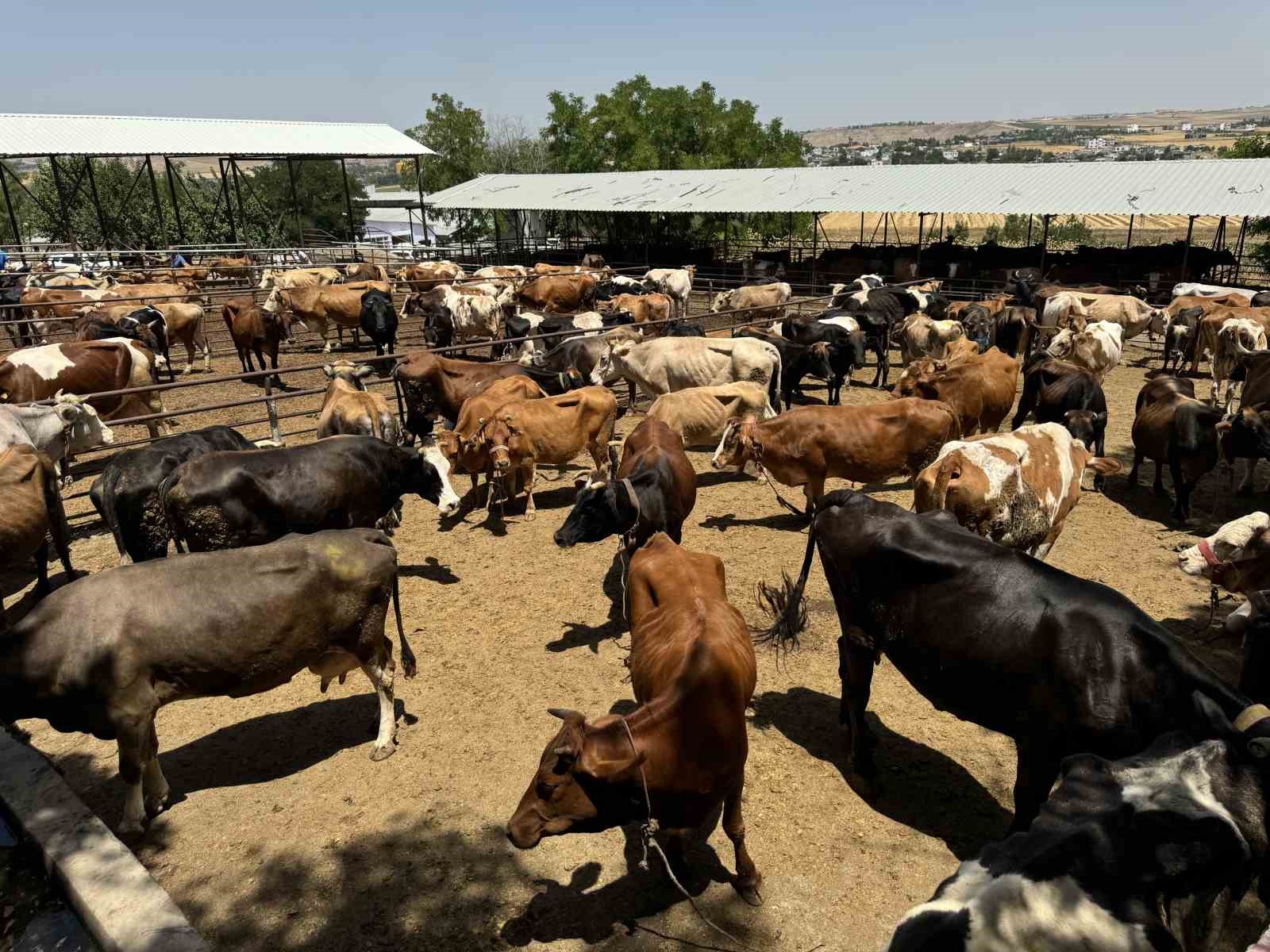 TDV, 126 bin ihtiyaç sahibi aile için kurbanlıkların kesimine başladı
