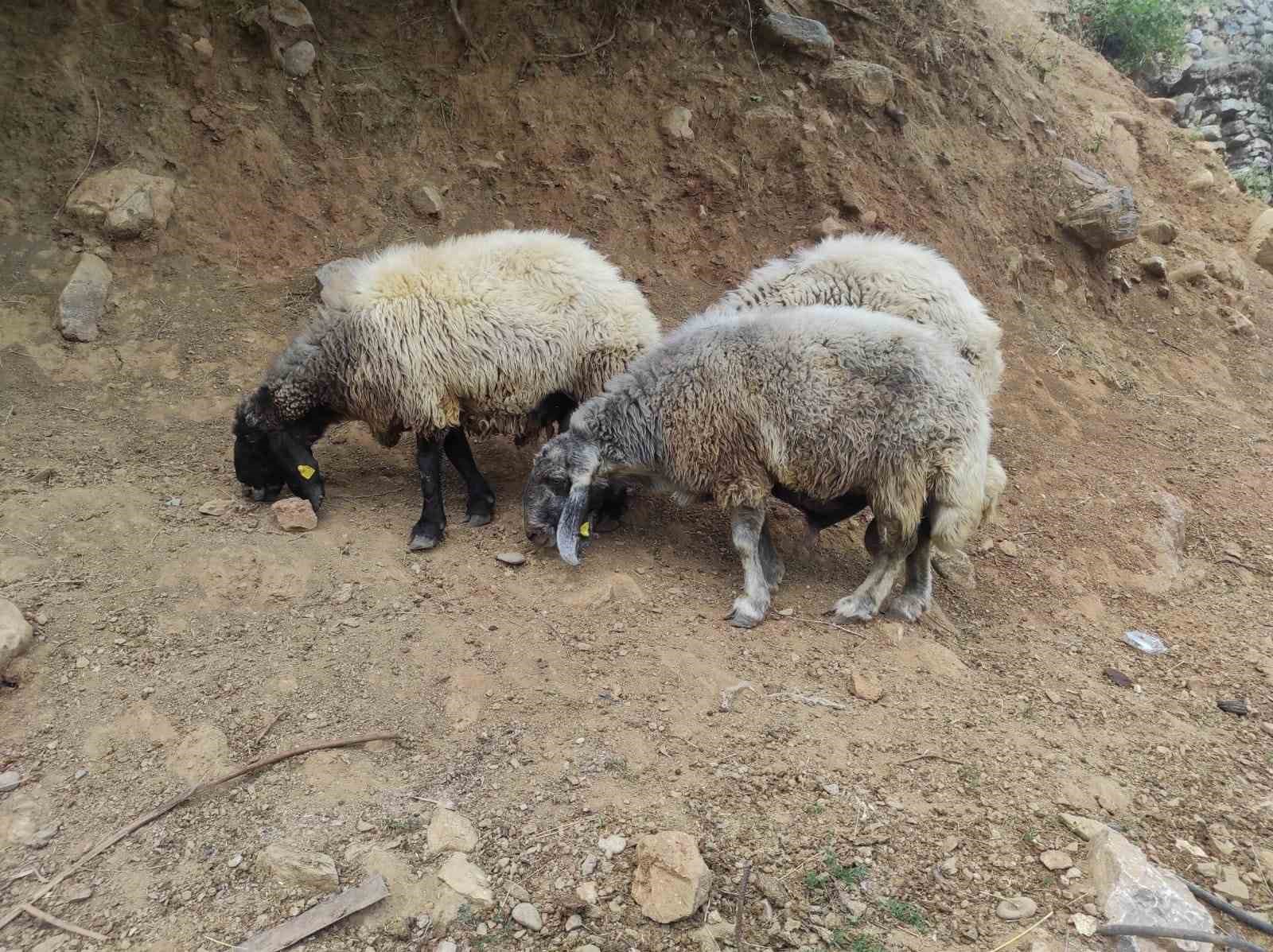 Arefe gecesi firar eden 3 koç, 20 kilometre uzaklıkta bulundu
