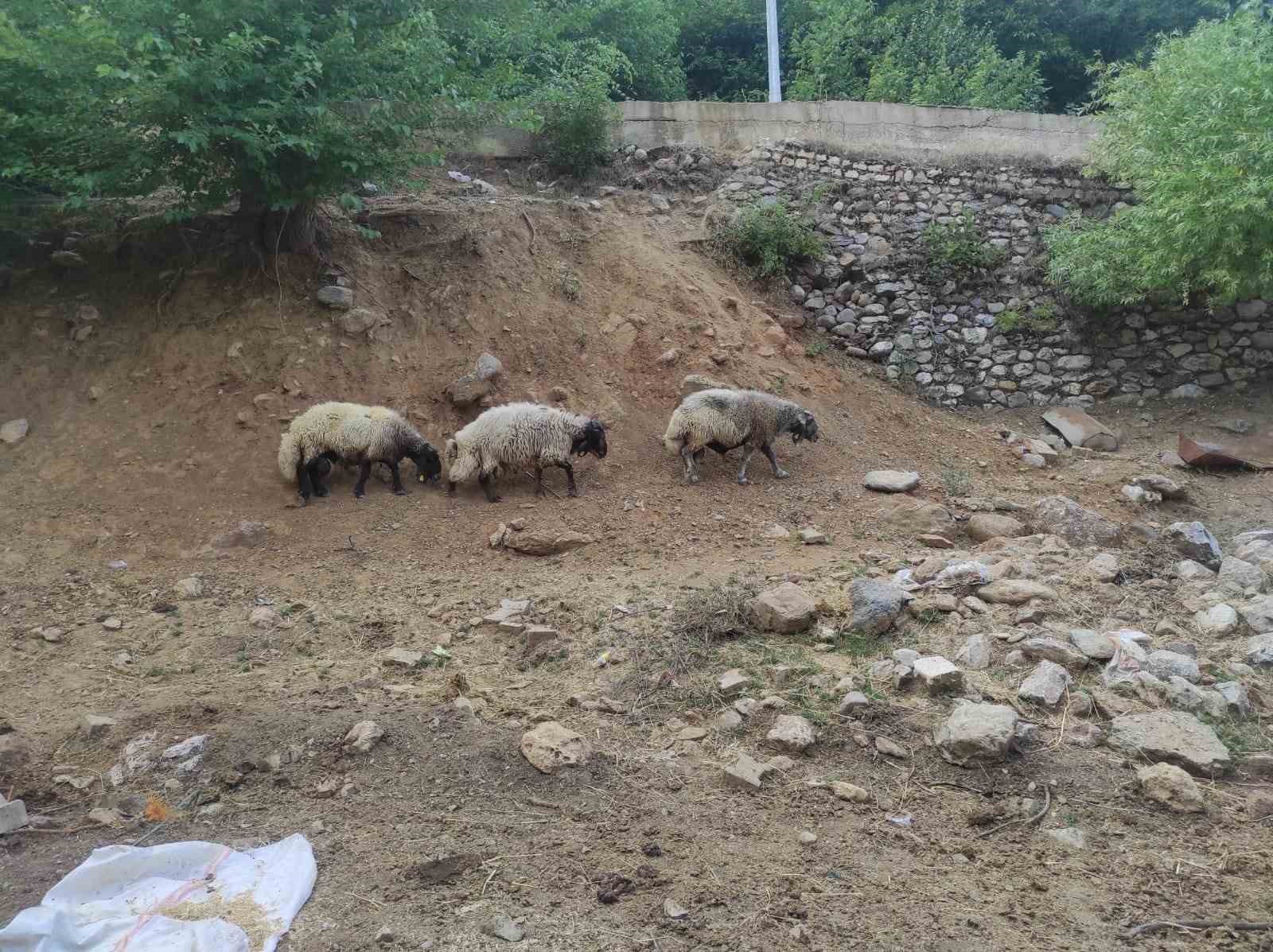 Arefe gecesi firar eden 3 koç, 20 kilometre uzaklıkta bulundu
