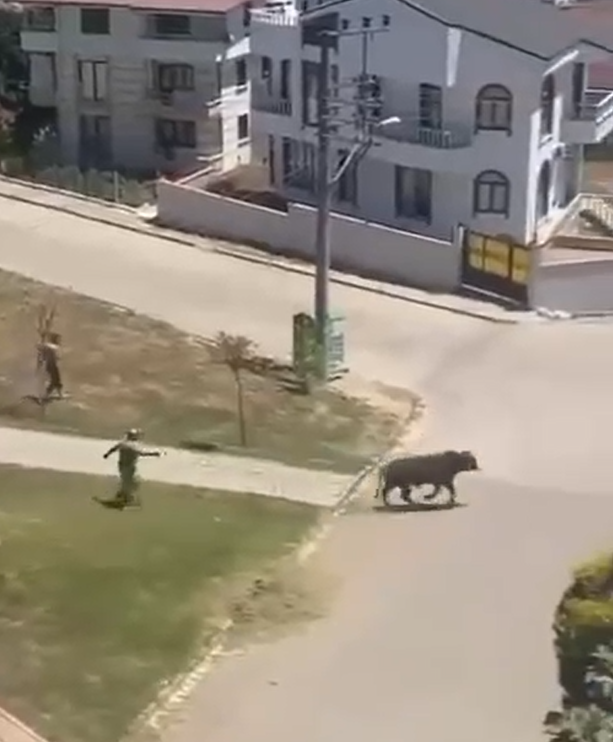 Yalova’da kaçan kurbanlık boğa çocuk parkına girdi
