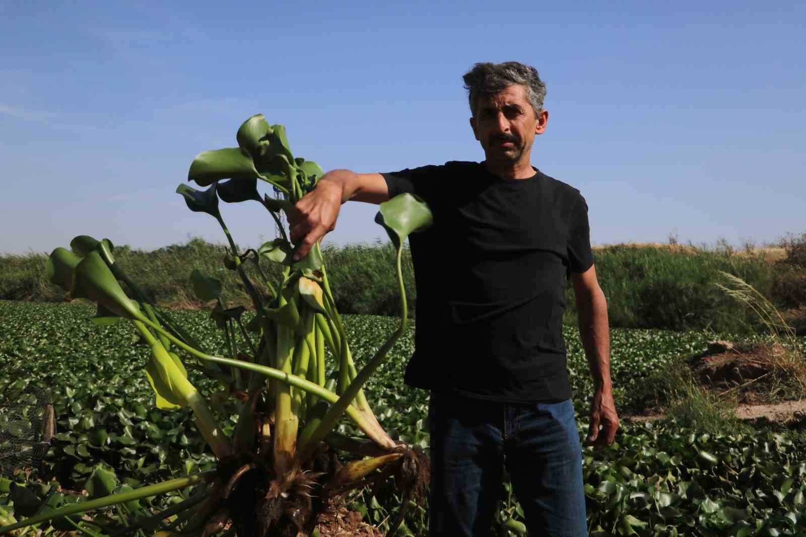 Yaz aylarında Asi Nehri’ni kaplayan su sümbülleri kadınların elinde sanat eserine dönüşüyor
