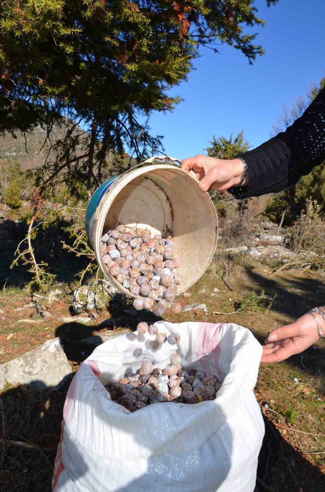 Antalya’da her derde deva andız pekmezi
