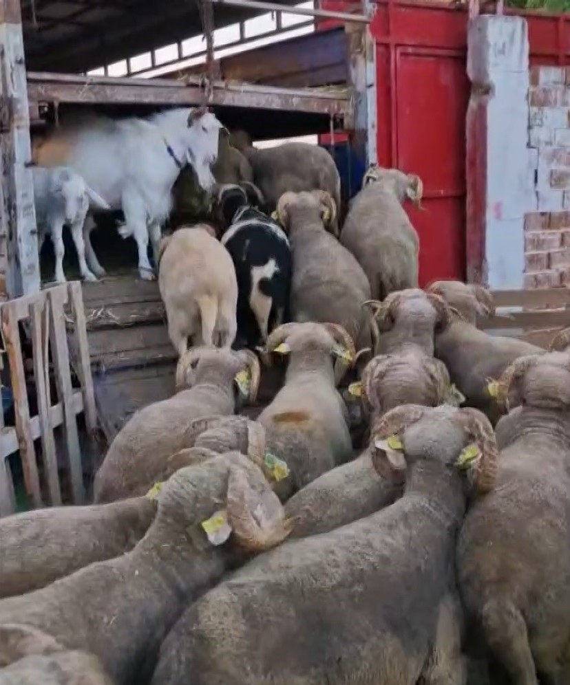 Yetenekli keçi 3 kişinin işini tek başına yapıyor
