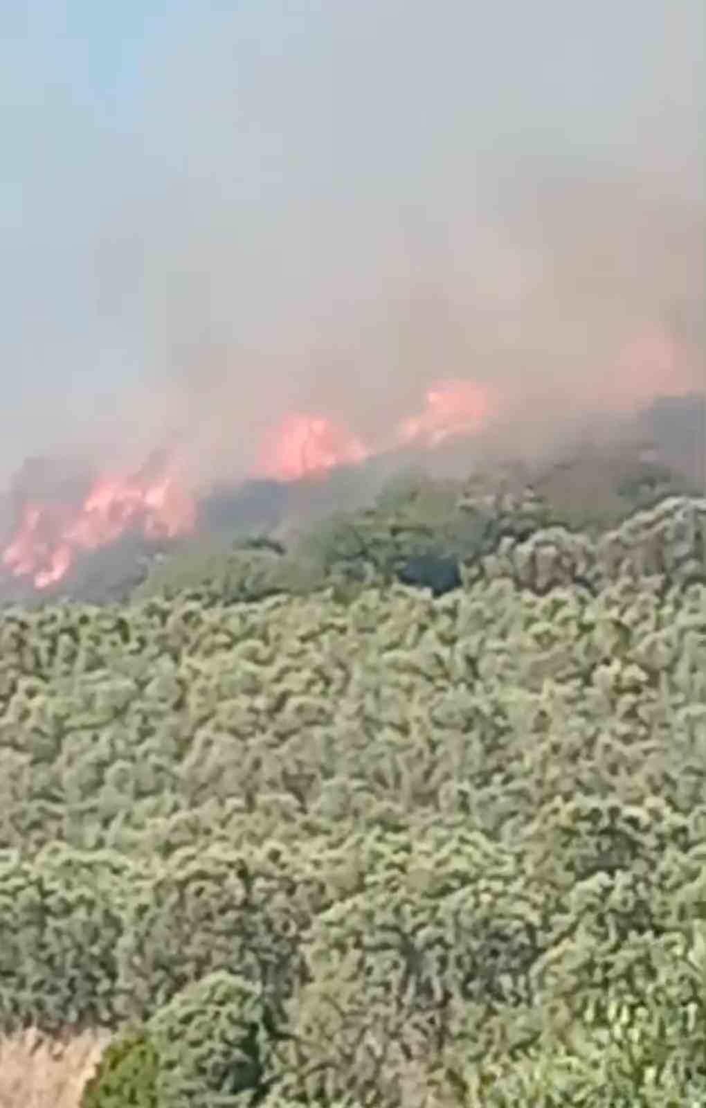 Mudanya’da ve Gemlik’te korkutan yangınlar
