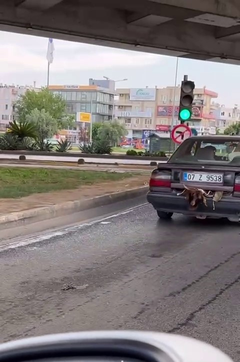 Otomobil bagajındaki kurbanlığın halini görenler gözlerine inanamadı
