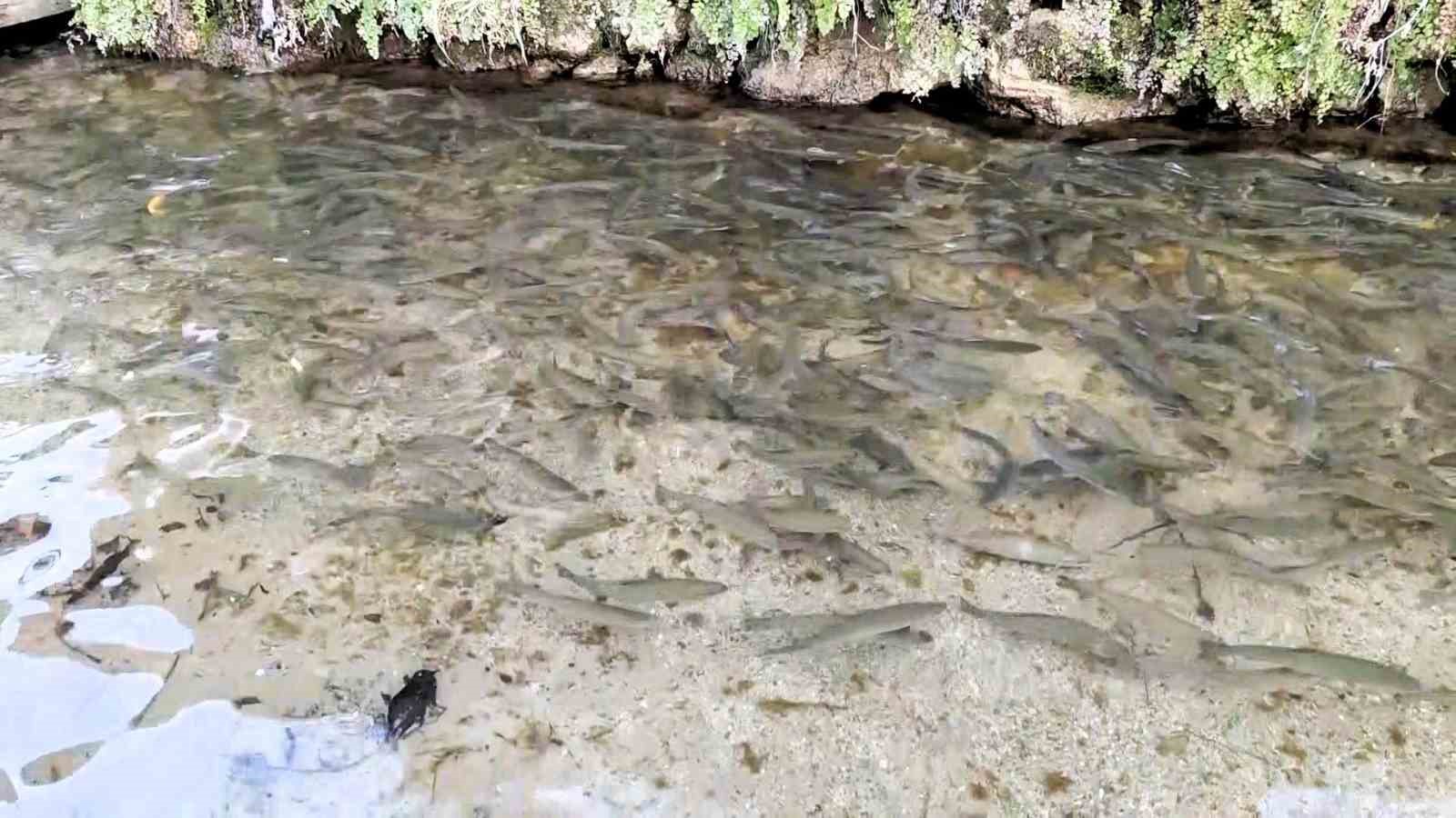 Türkiye’nin 23. doğa harikası Güney Şelalesi ziyaretçilerini bekliyor
