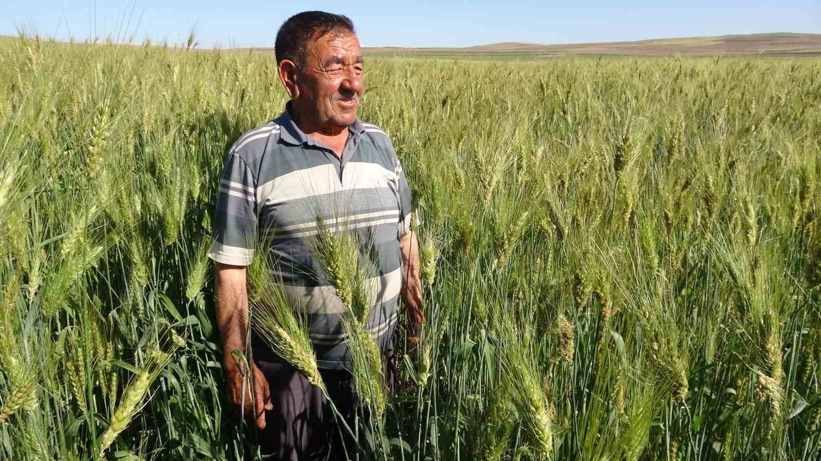 Ata tohumu ile ekim yaptı, boyu insan boyunu geçti dekardan bir tonu geçkin verim bekliyor
