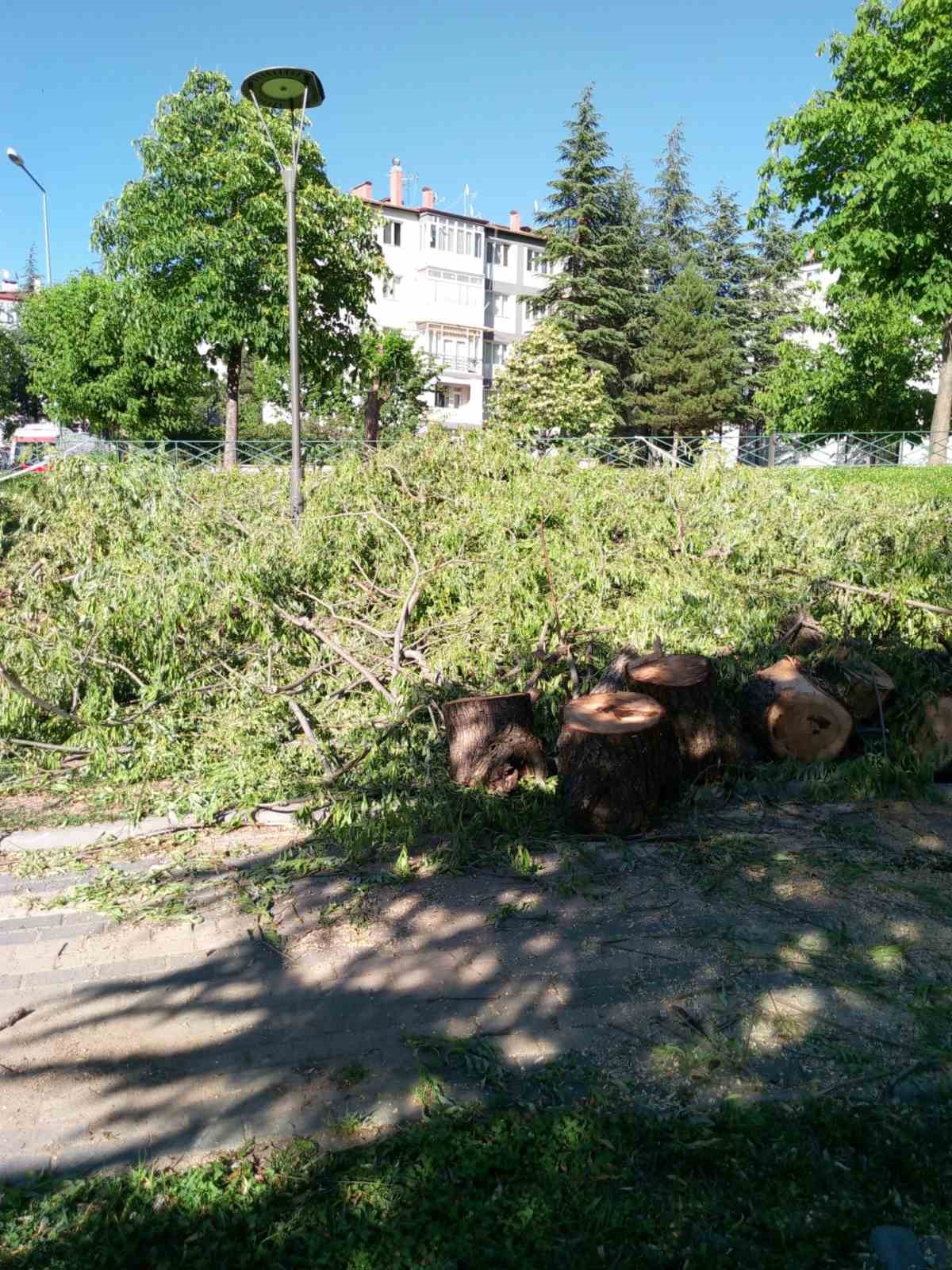 Devrilen söğüt ağacı tedbir amacıyla kökünden kesildi
