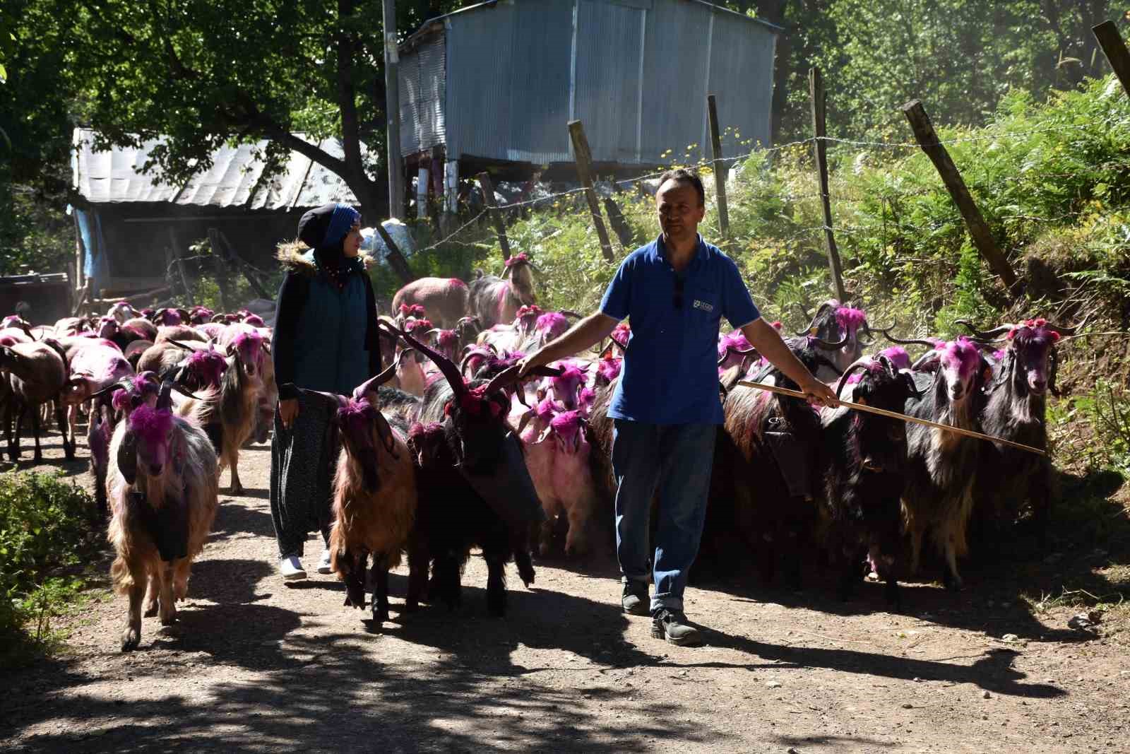 117 yıldır devam eden gelenek: Gelin gibi süslenen hayvanları ile göçe başladılar
