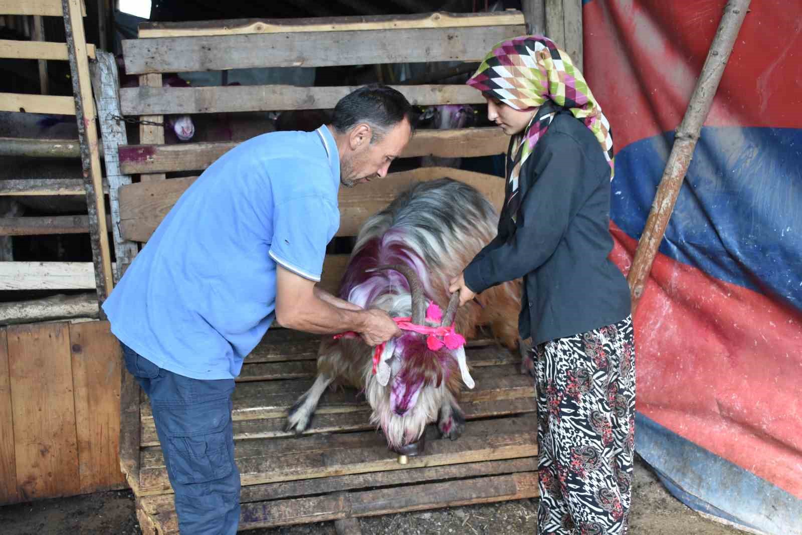 117 yıldır devam eden gelenek: Gelin gibi süslenen hayvanları ile göçe başladılar
