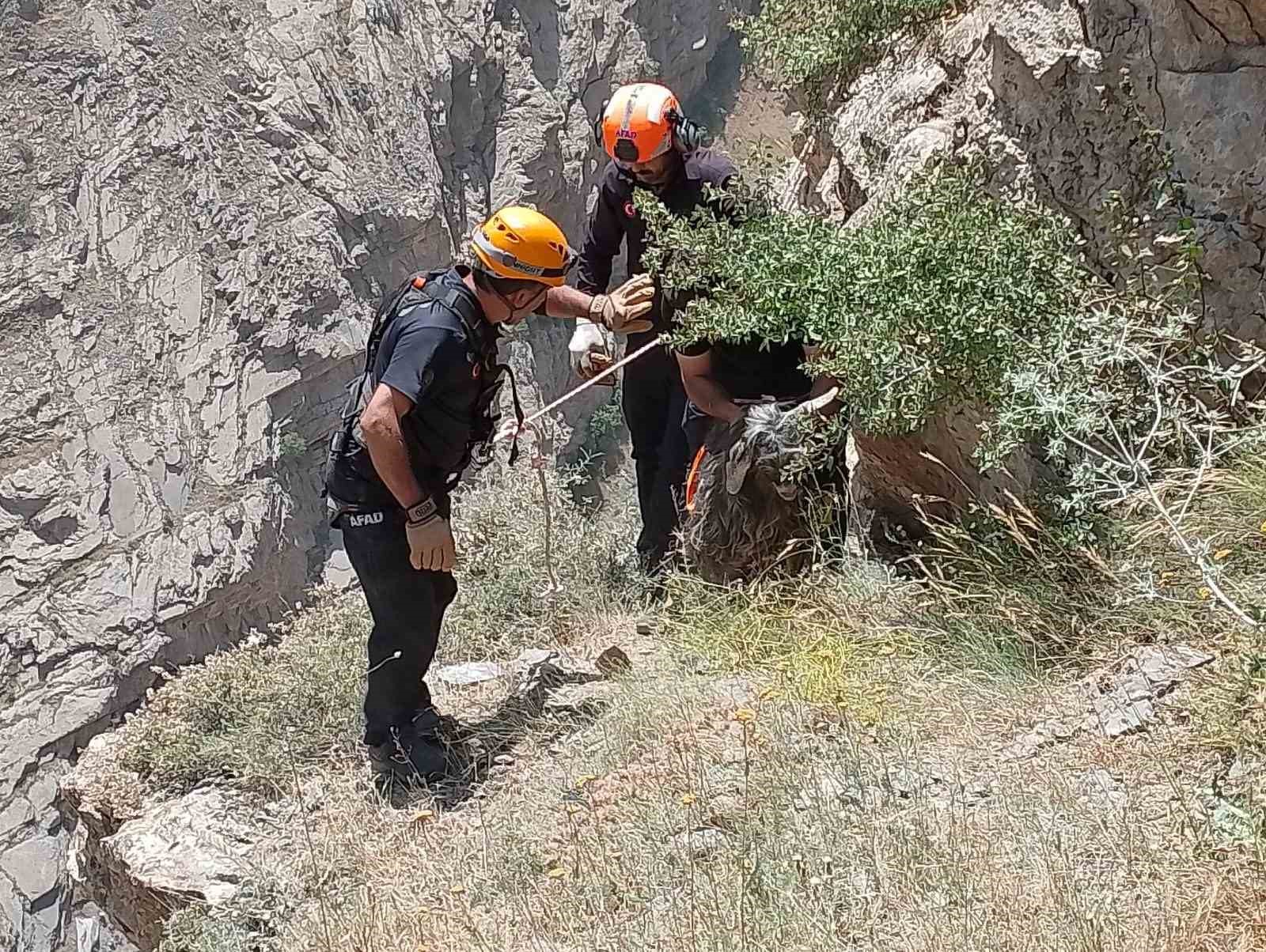 Kayalıklarda mahsur kalan kurbanlık keçiyi AFAD ekipleri kurtardı
