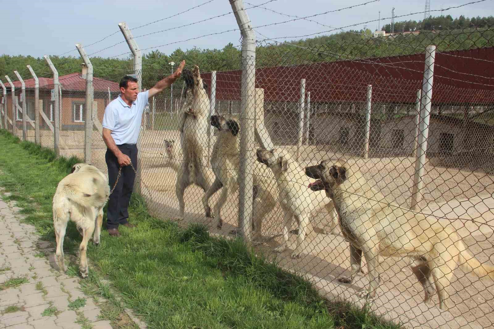 Uzmanı tek tek sıraladı, bu özellikler saf ırk olduğunu gözler önüne seriyor
