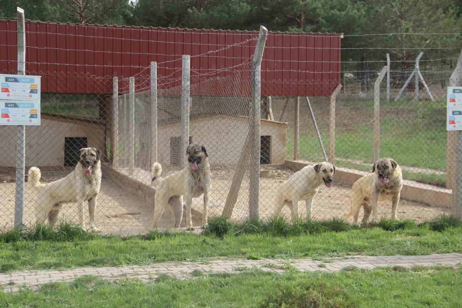 Uzmanı tek tek sıraladı, bu özellikler saf ırk olduğunu gözler önüne seriyor
